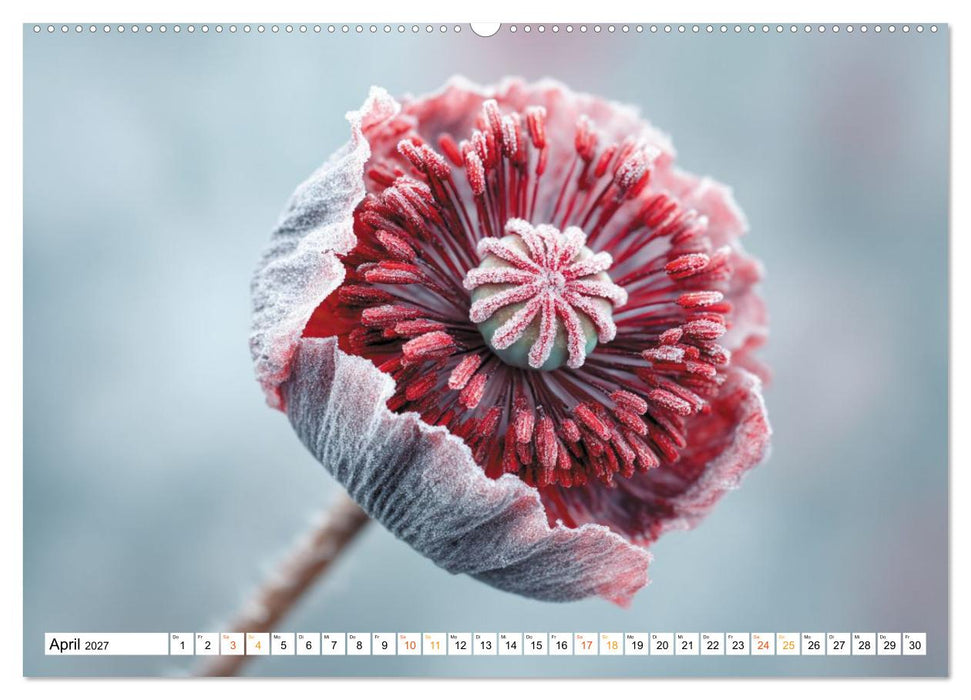 Mohn im Atem des Winters (CALVENDO Wandkalender 2027)