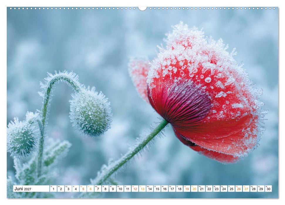 Mohn im Atem des Winters (CALVENDO Wandkalender 2027)
