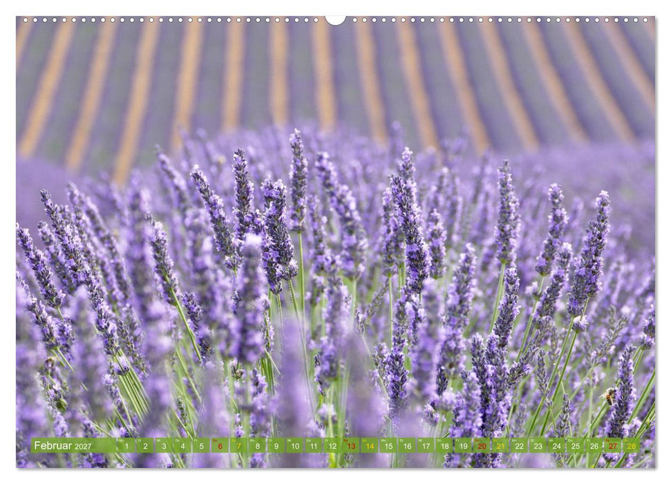 Der Duft von Lavendel (CALVENDO Premium Wandkalender 2027)