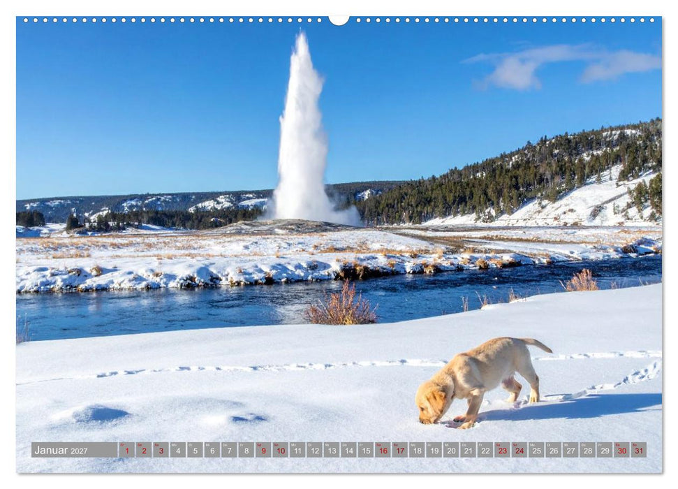 Labradorspuren in Amerika (CALVENDO Premium Wandkalender 2027)