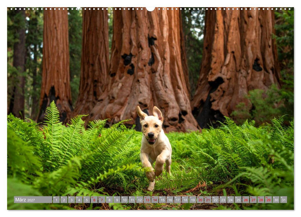 Labradorspuren in Amerika (CALVENDO Premium Wandkalender 2027)