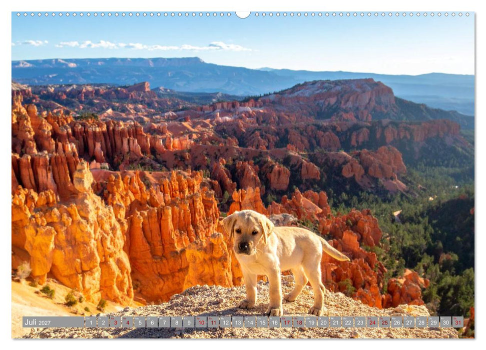 Labradorspuren in Amerika (CALVENDO Premium Wandkalender 2027)