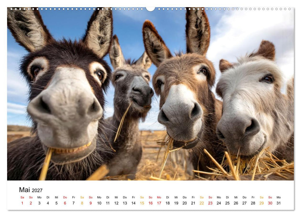 Einfach Esel - Mit Langohren durch das Jahr (CALVENDO Wandkalender 2027)