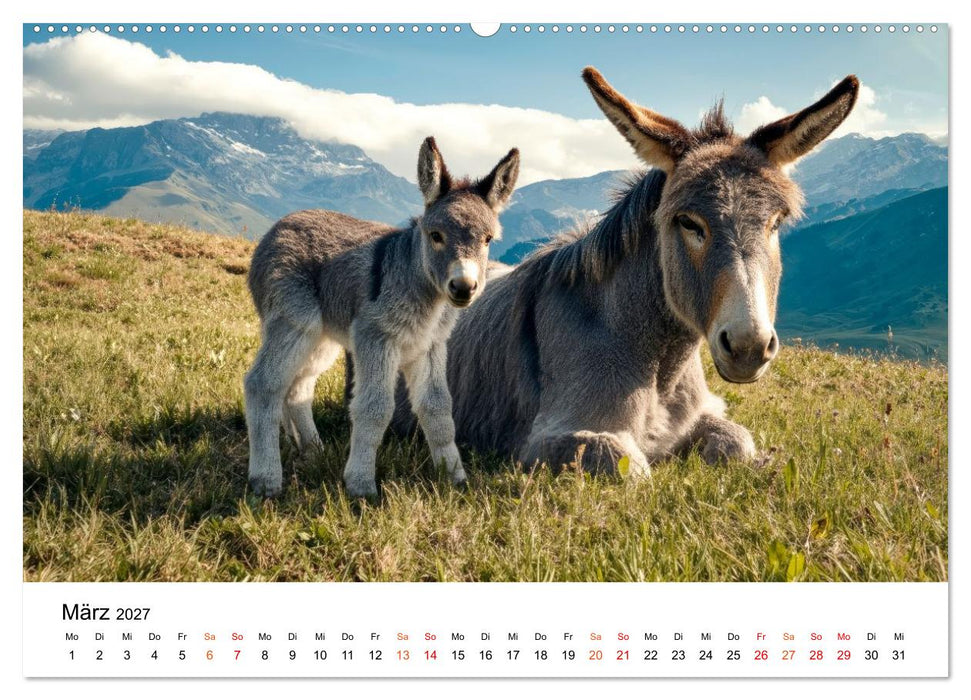 Einfach Esel - Mit Langohren durch das Jahr (CALVENDO Premium Wandkalender 2027)