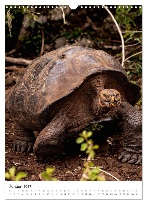 Wildlife - Die Tierwelt der Galapagos Inseln (CALVENDO Wandkalender 2027)