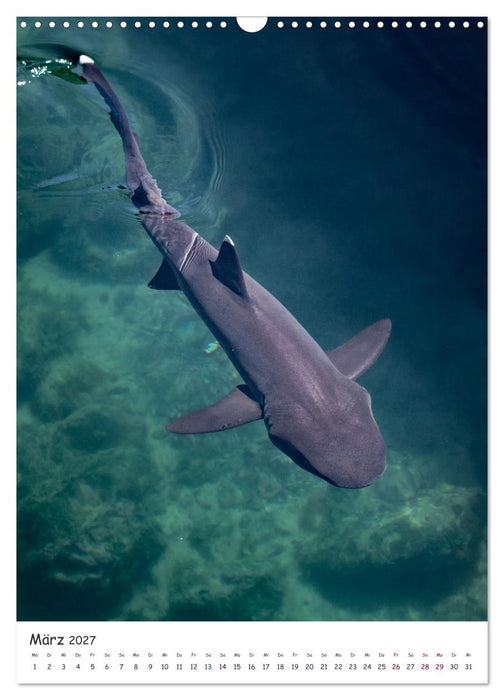 Wildlife - Die Tierwelt der Galapagos Inseln (CALVENDO Wandkalender 2027)