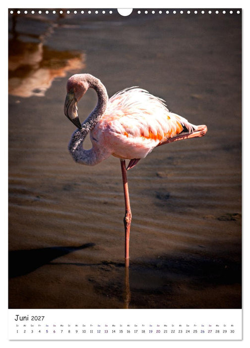 Wildlife - Die Tierwelt der Galapagos Inseln (CALVENDO Wandkalender 2027)