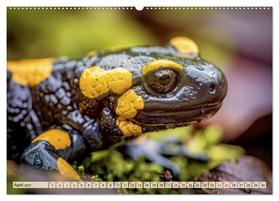 Feuersalamander – Juwel des Waldes (CALVENDO Premium Wandkalender 2027)