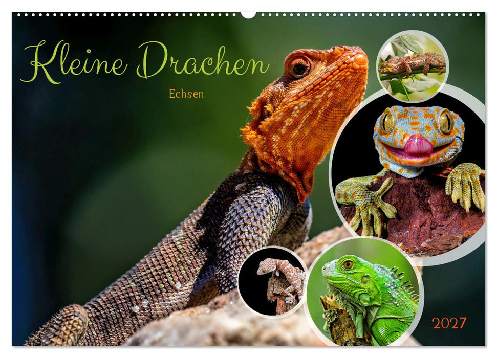 Kleine Drachen - Echsen (CALVENDO Wandkalender 2027)