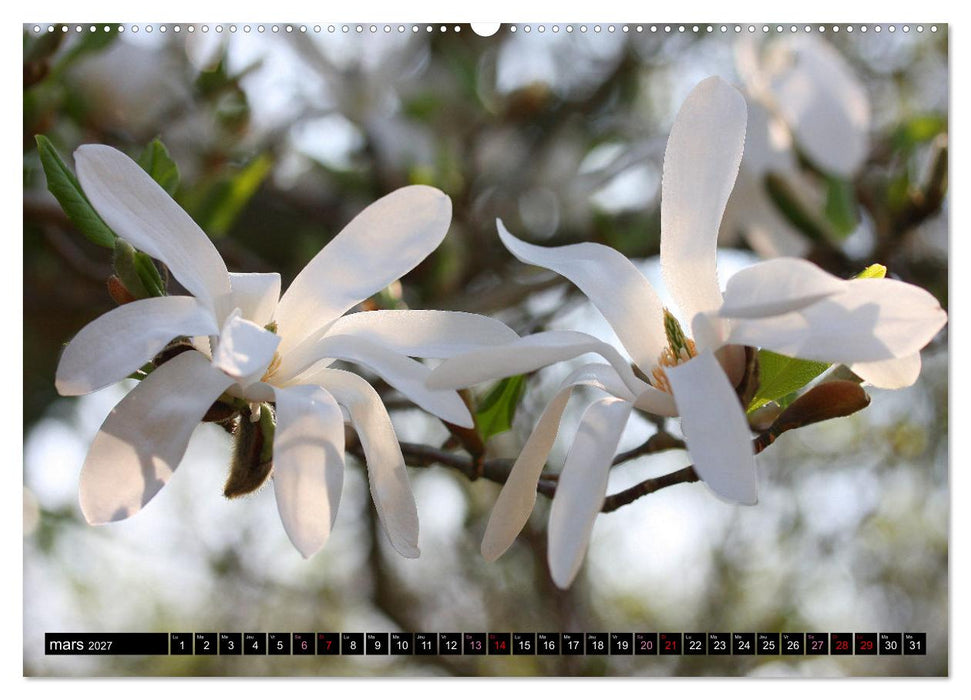Magnolias en fleur (CALVENDO Calendrier supérieur 2027)