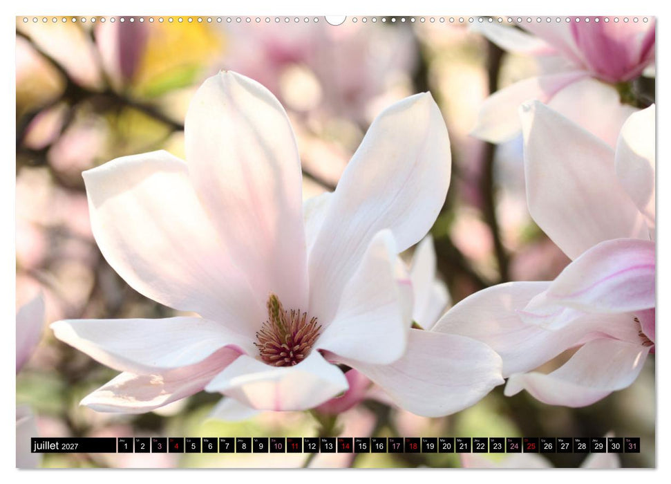 Magnolias en fleur (CALVENDO Calendrier supérieur 2027)