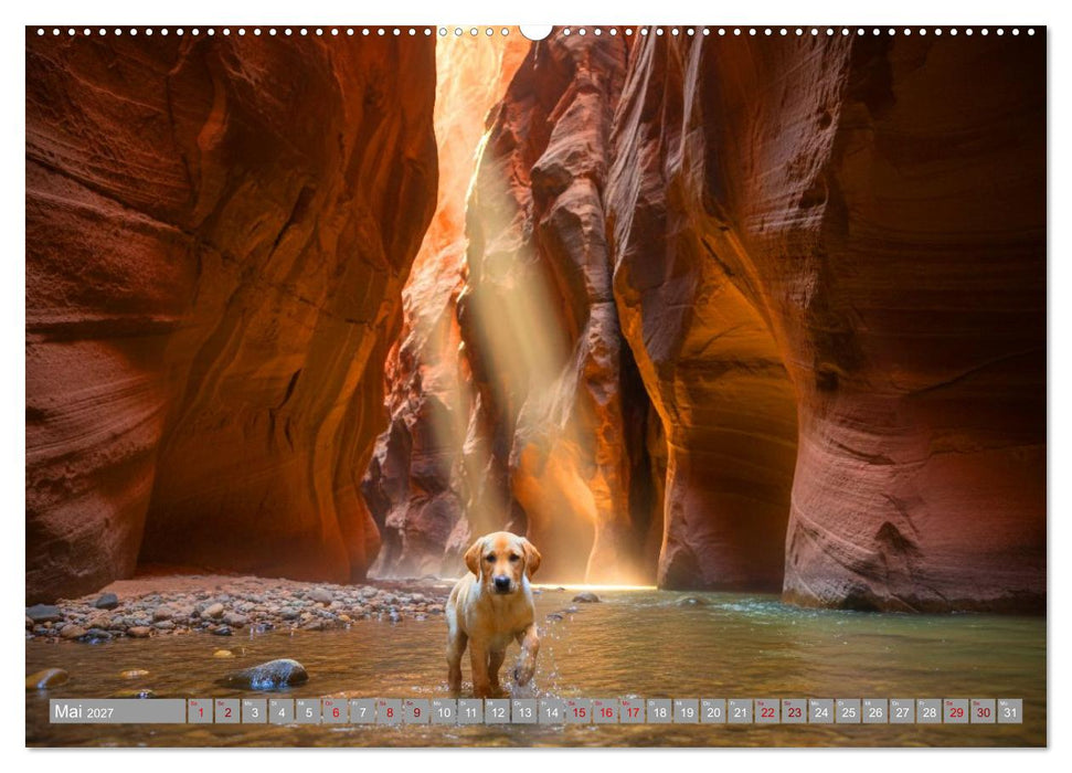 Labradorspuren in Amerika (CALVENDO Wandkalender 2027)