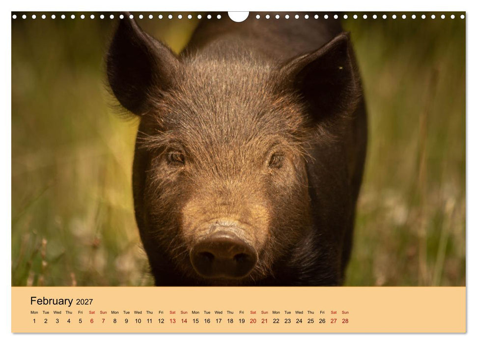 Our farm animals (CALVENDO Monthly Calendar 2027)