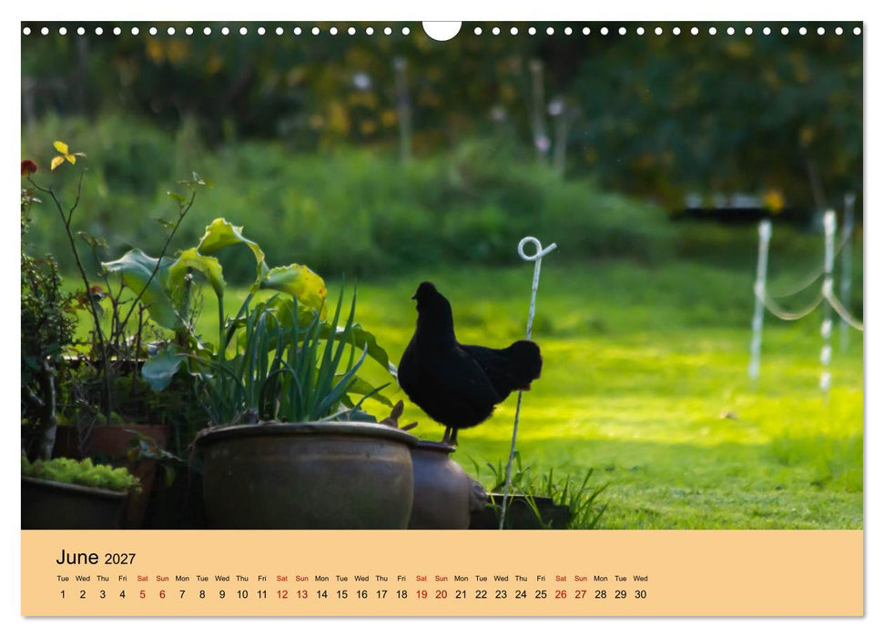 Our farm animals (CALVENDO Monthly Calendar 2027)