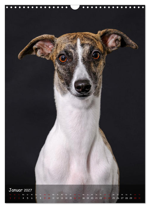 Whippets im Portrait (CALVENDO Wandkalender 2027)