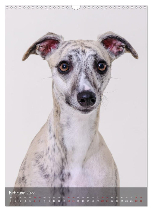 Whippets im Portrait (CALVENDO Wandkalender 2027)