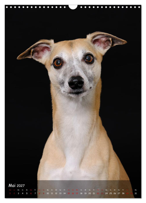 Whippets im Portrait (CALVENDO Wandkalender 2027)