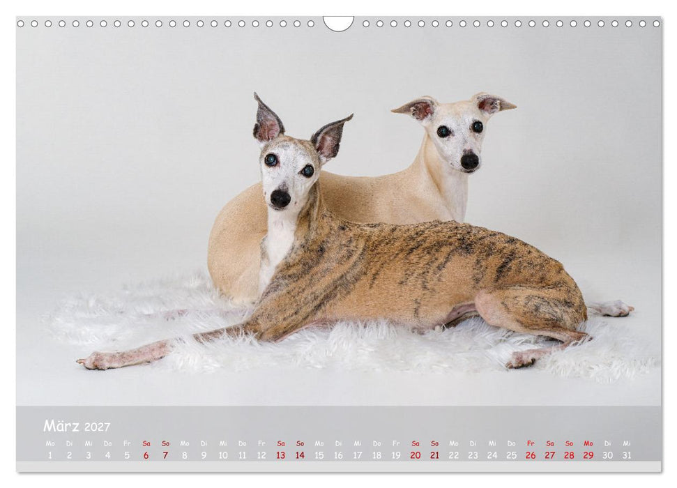 Whippets - Seelenhunde fürs Leben (CALVENDO Wandkalender 2027)