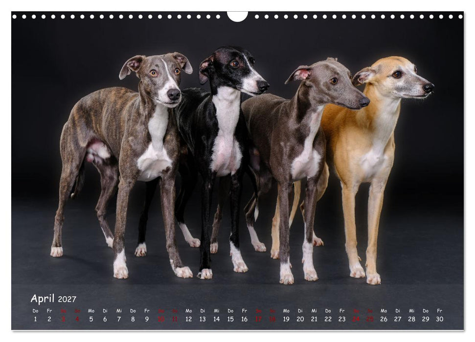Whippets - Seelenhunde fürs Leben (CALVENDO Wandkalender 2027)