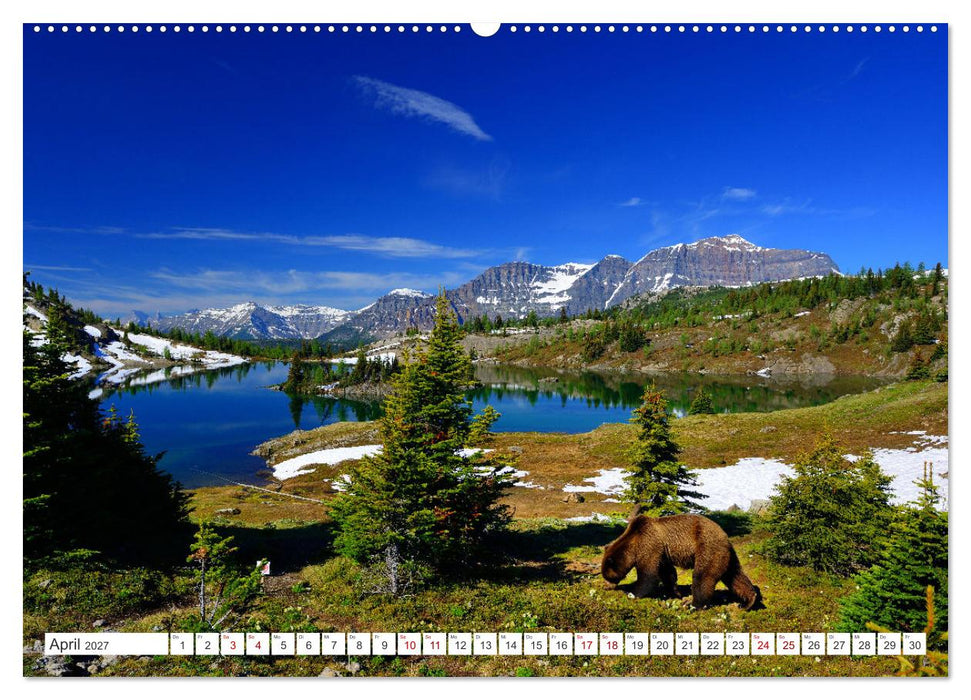 KANADA - Die Bären der Rocky Mountains (CALVENDO Wandkalender 2027)