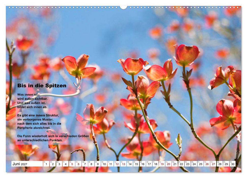 Stehen wie ein Baum (CALVENDO Premium Wandkalender 2027)
