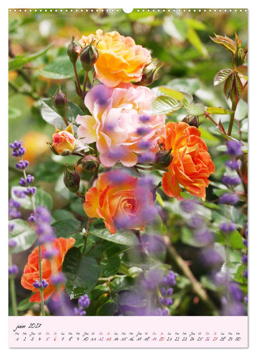 Une fête des roses (CALVENDO Calendrier mensuel 2027)