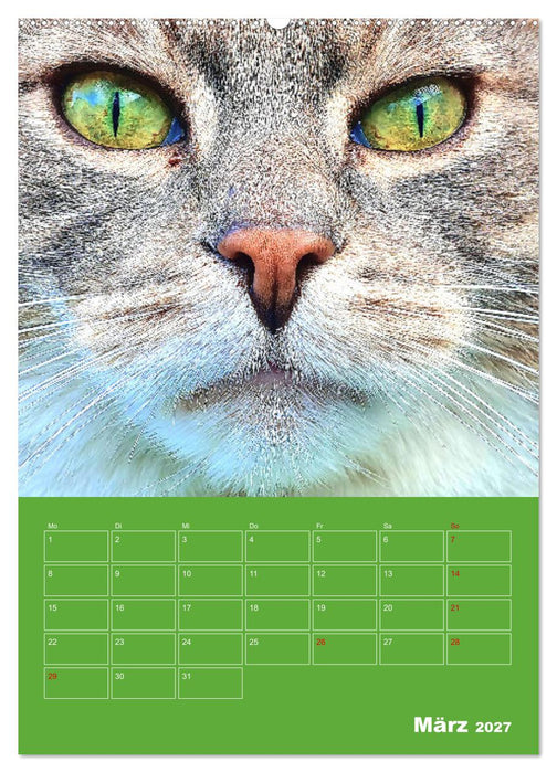 Cat Faces - Charakterstarke Katzengesichter ganz nah (CALVENDO Wandkalender 2027)
