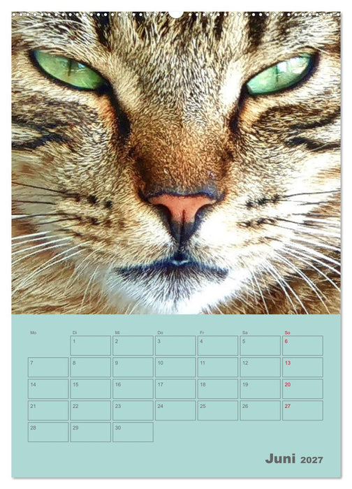 Cat Faces - Charakterstarke Katzengesichter ganz nah (CALVENDO Wandkalender 2027)