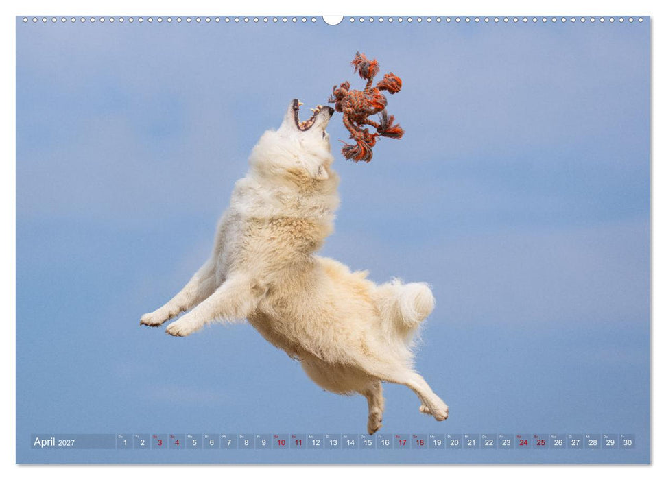 Mein fliegender Isländer (CALVENDO Wandkalender 2027)