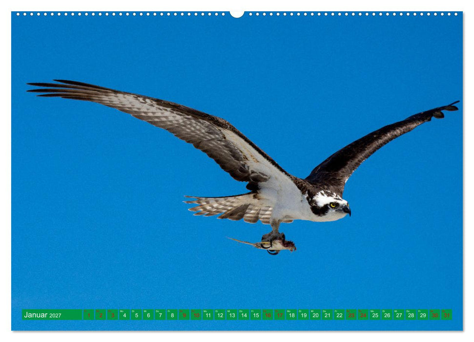 Greifvögel - wild und schön (CALVENDO Premium Wandkalender 2027)