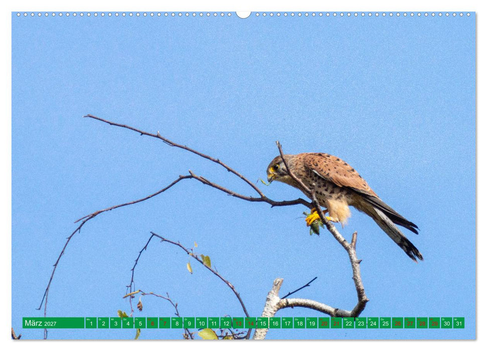 Greifvögel - wild und schön (CALVENDO Premium Wandkalender 2027)