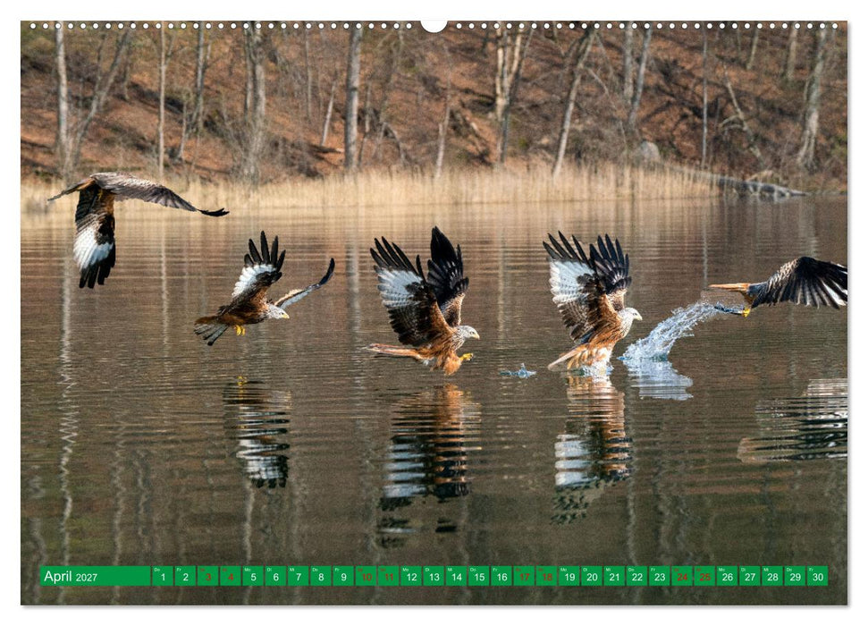 Greifvögel - wild und schön (CALVENDO Premium Wandkalender 2027)