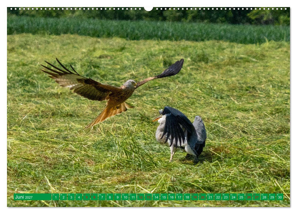 Greifvögel - wild und schön (CALVENDO Premium Wandkalender 2027)