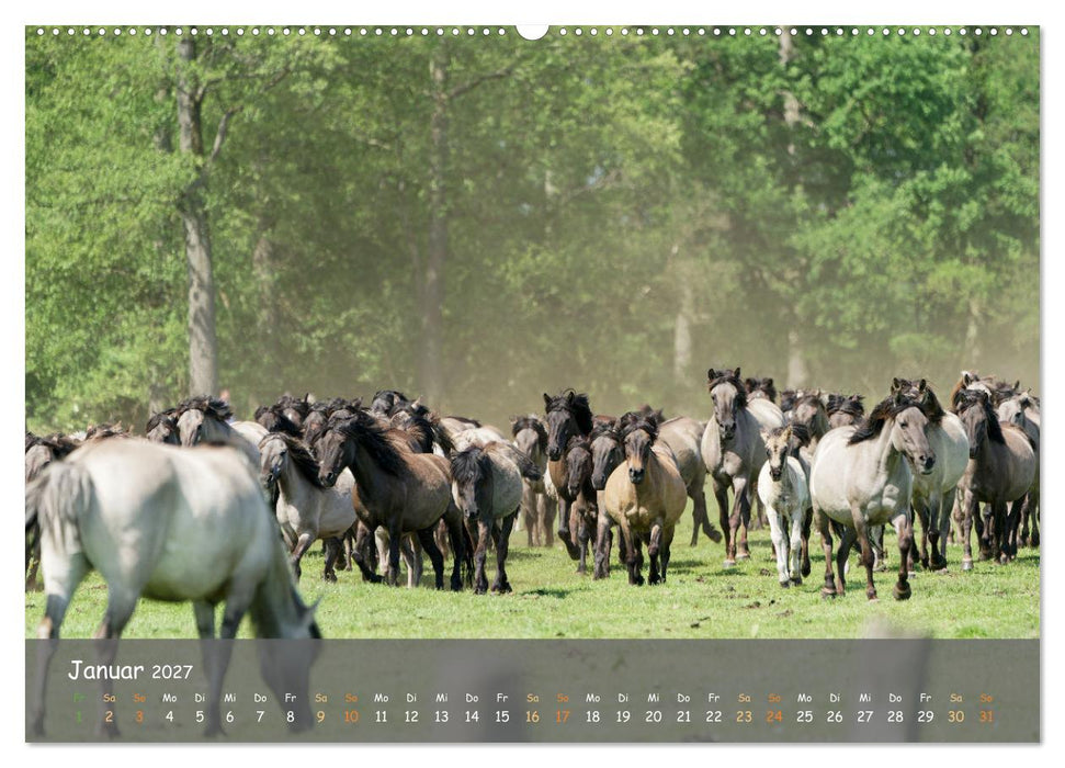 Deutschlands wildlebende Pferde (CALVENDO Premium Wandkalender 2027)