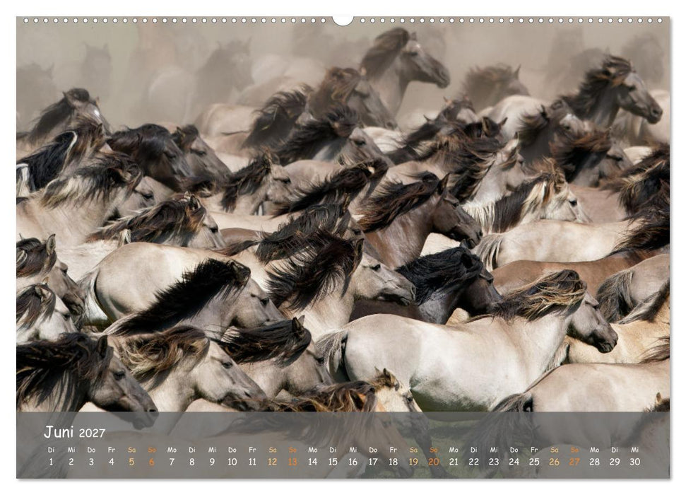 Deutschlands wildlebende Pferde (CALVENDO Premium Wandkalender 2027)