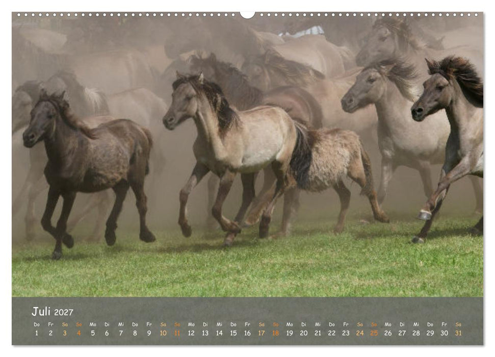 Deutschlands wildlebende Pferde (CALVENDO Premium Wandkalender 2027)