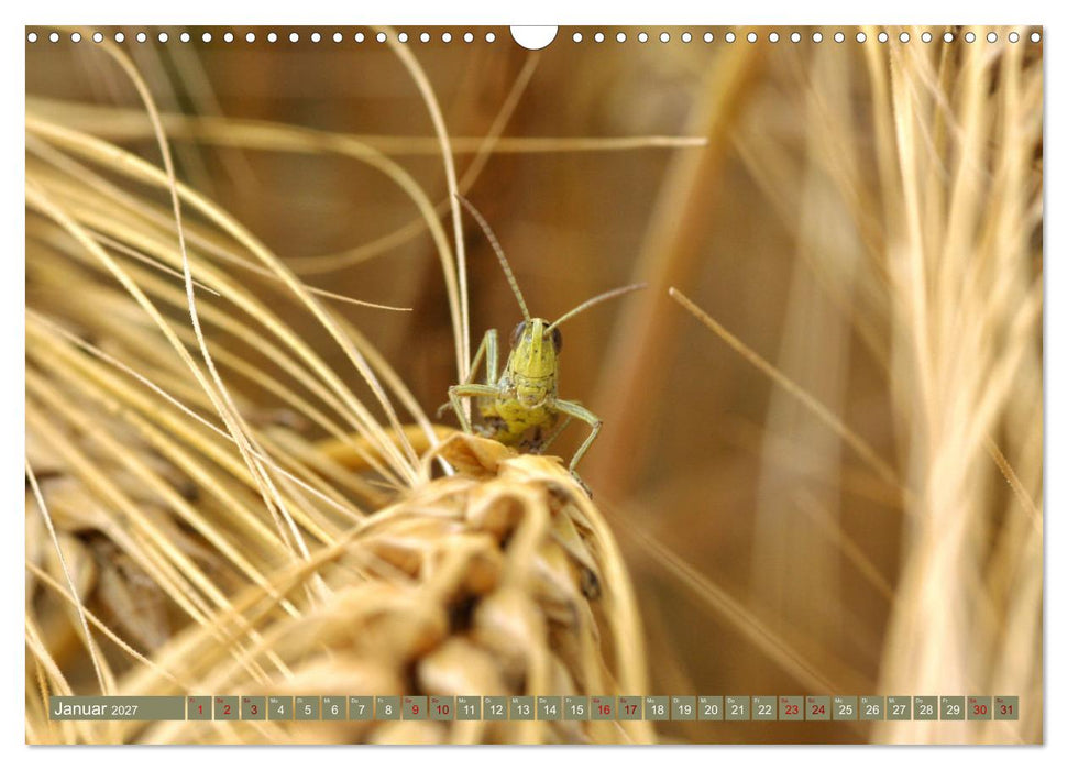 Im Feld (CALVENDO Wandkalender 2027)