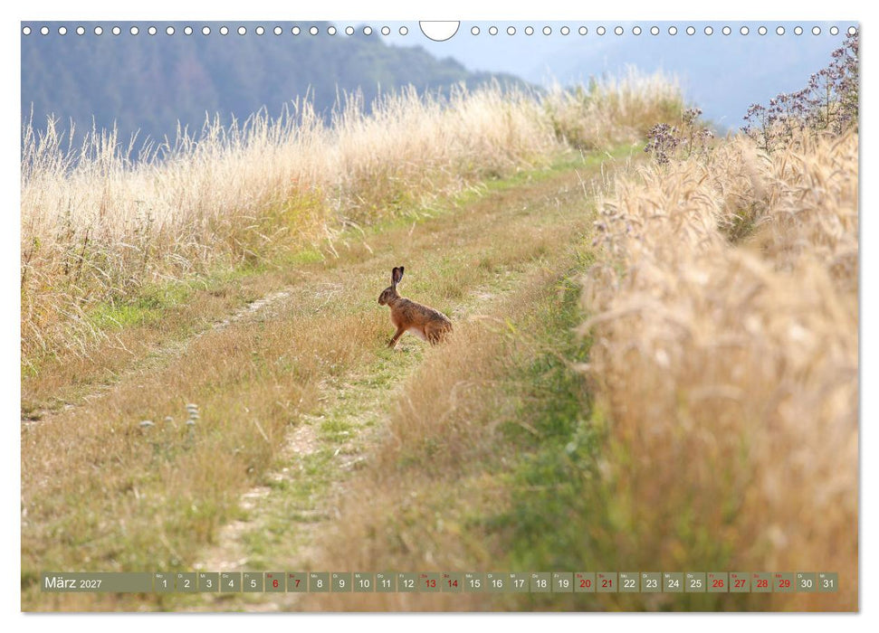 Im Feld (CALVENDO Wandkalender 2027)
