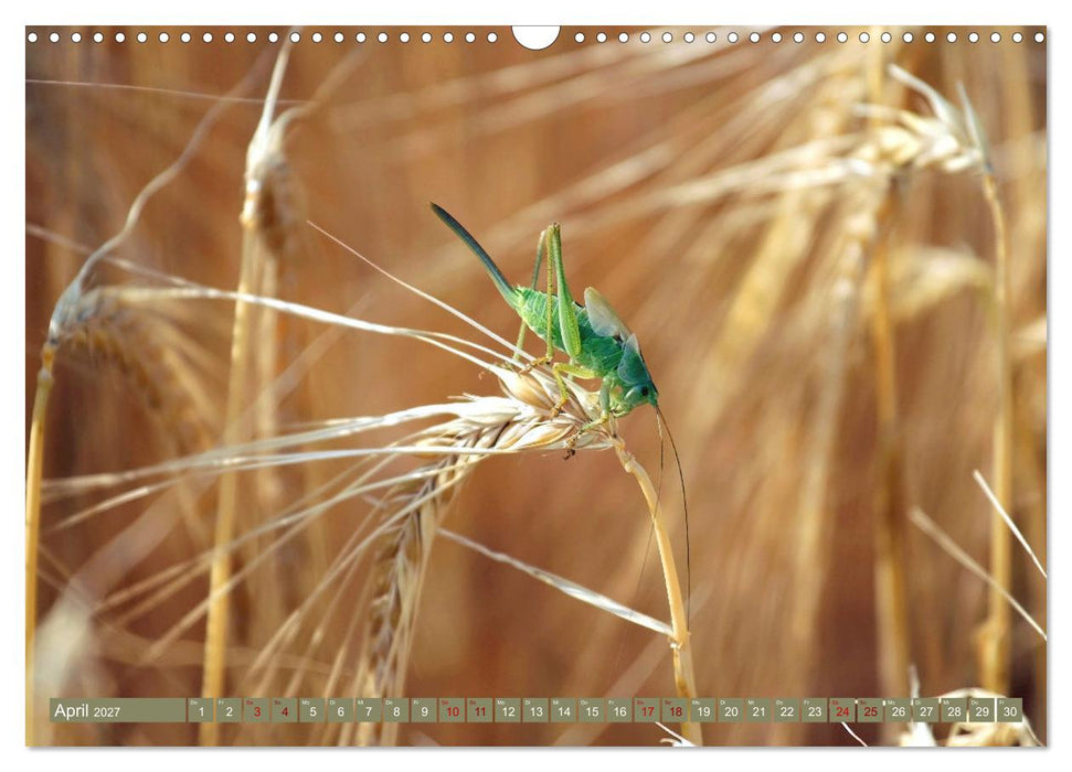 Im Feld (CALVENDO Wandkalender 2027)