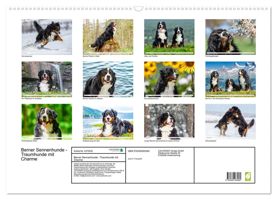 Berner Sennenhunde - Traumhunde mit Charme (CALVENDO Wandkalender 2027)