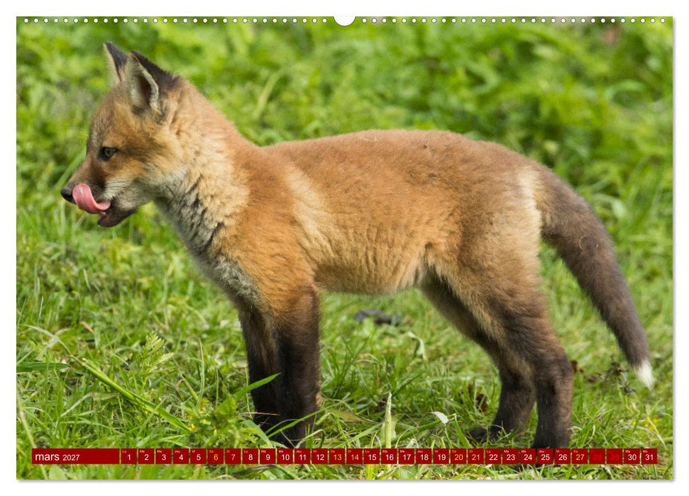 Renardeaux. Premiers pas sur la prairie (CALVENDO Calendrier mensuel 2027)