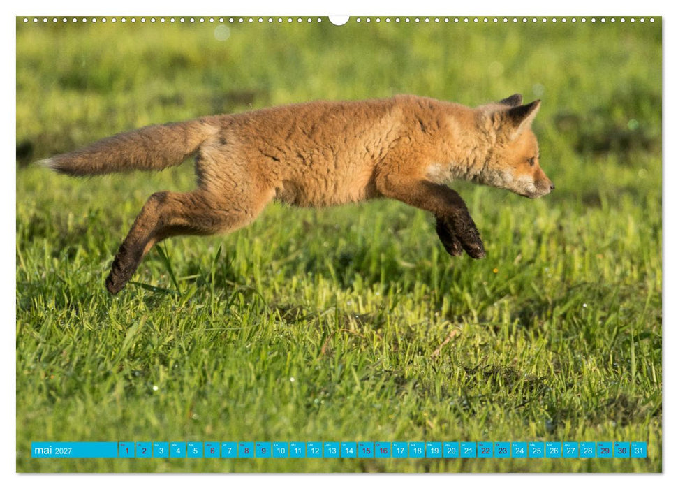 Renardeaux. Premiers pas sur la prairie (CALVENDO Calendrier supérieur 2027)