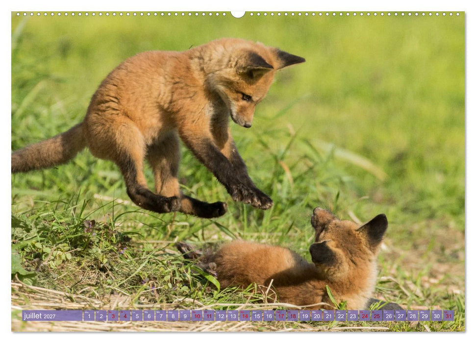 Renardeaux. Premiers pas sur la prairie (CALVENDO Calendrier supérieur 2027)