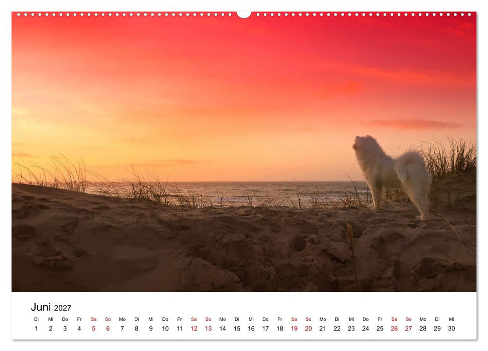 Ein Samojede am Meer (CALVENDO Premium Wandkalender 2027)