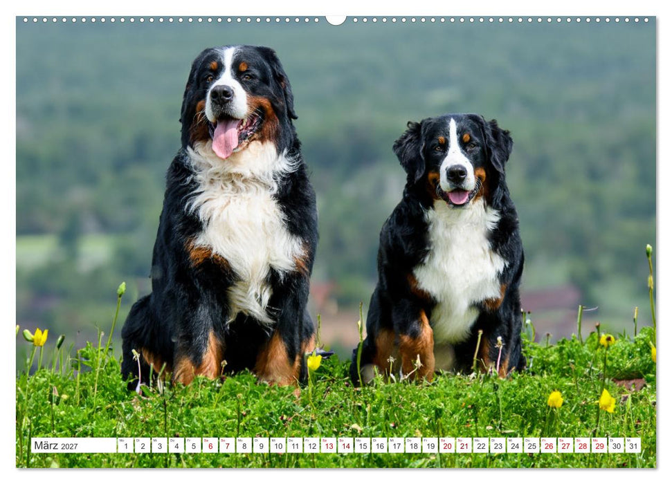 Berner Sennenhunde - Traumhunde mit Charme (CALVENDO Premium Wandkalender 2027)