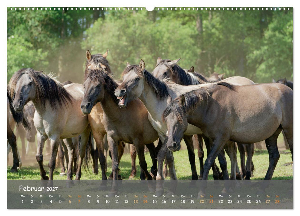 Deutschlands wildlebende Pferde (CALVENDO Wandkalender 2027)