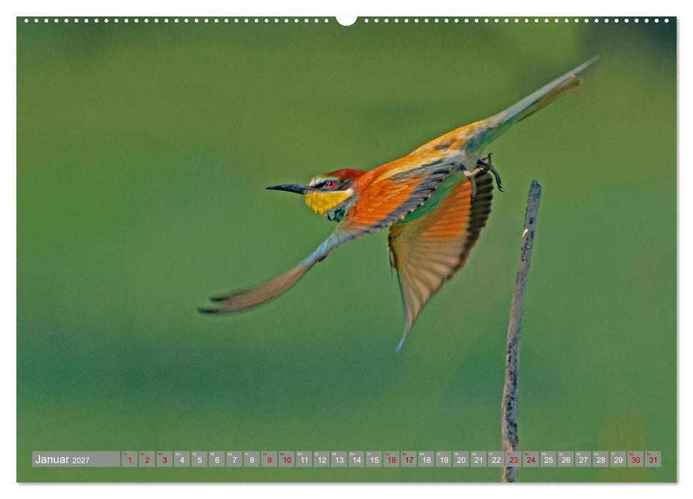 Bienenfresser im Kaiserstuhl (CALVENDO Wandkalender 2027)