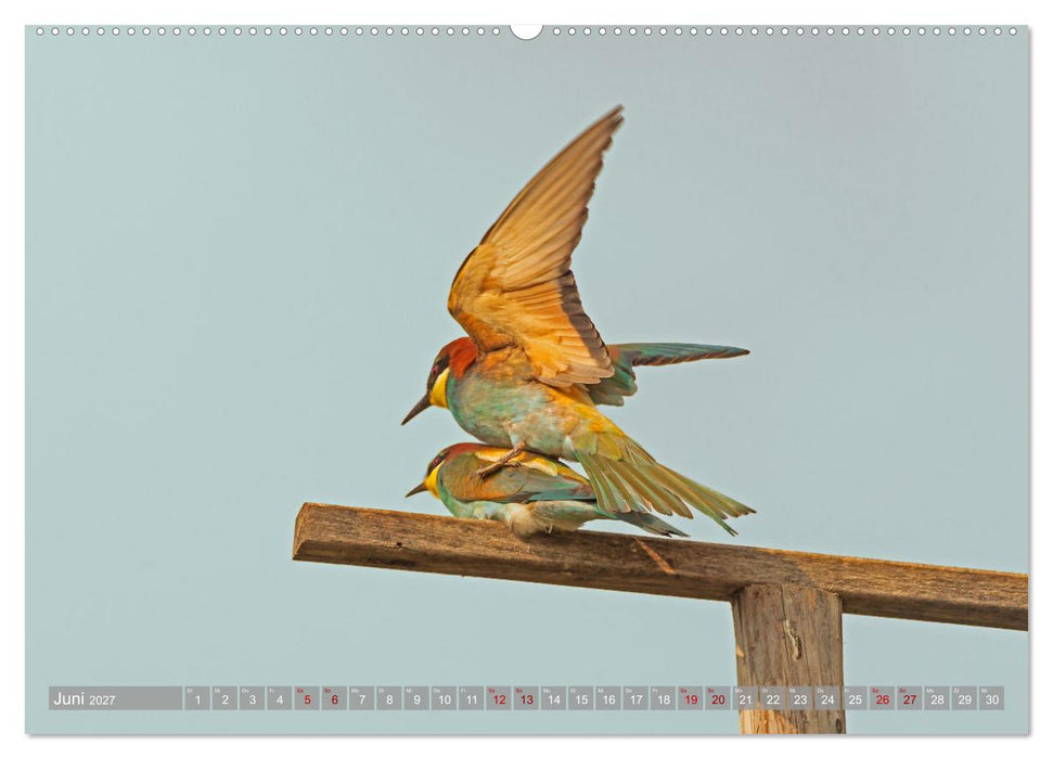 Bienenfresser im Kaiserstuhl (CALVENDO Wandkalender 2027)