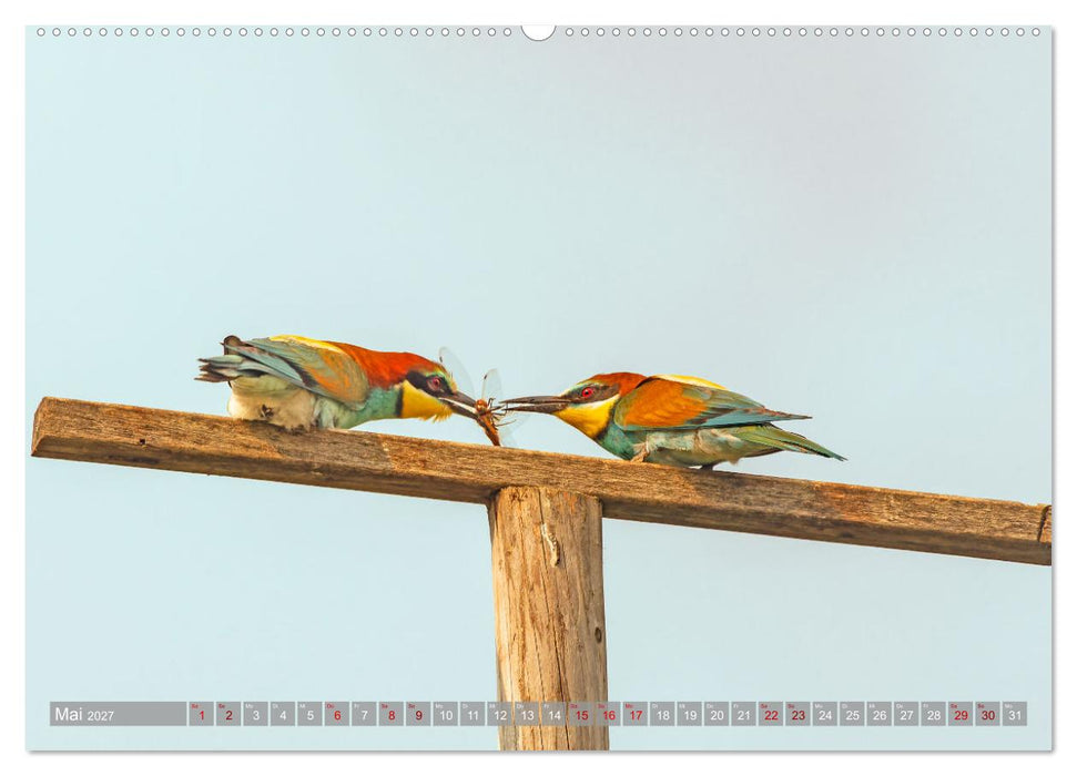 Bienenfresser im Kaiserstuhl (CALVENDO Premium Wandkalender 2027)