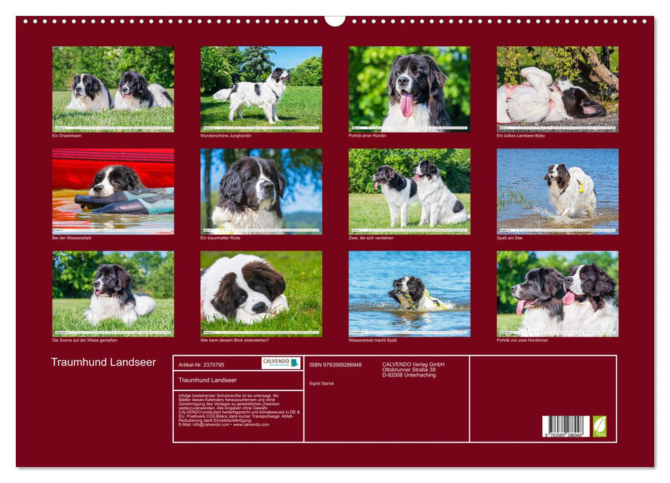 Traumhund Landseer (CALVENDO Wandkalender 2027)